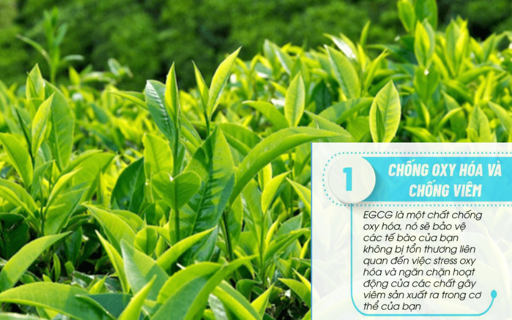 Hoạt chất EGCG có trong trà xanh chống oxy hoá, bảo vệ làn da cực đỉnh - mặt nạ trà xanh rau má