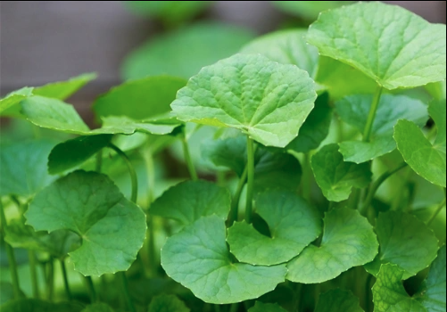 công dụng của mặt nạ rau má